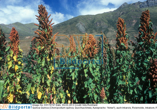 details-zu-0003170797-quinoa-quinoa-chenopodium-quinoa-quechua